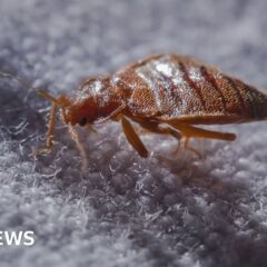 131443932_bedbug-514911553-huge.jpg