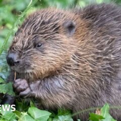 131539086_beaver.jpg