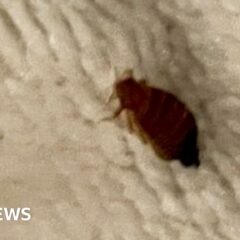 131543460_bedbug-index-horgan.jpg