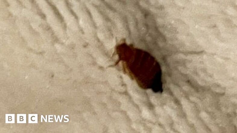 131543460_bedbug-index-horgan.jpg