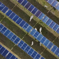 Fires linked to solar panels force Suffolk council to switch them off in 80 schools indefinitely