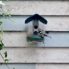 My brief romance with an AI bird feeder
