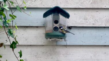 My brief romance with an AI bird feeder