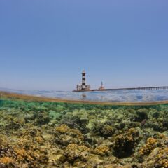 Egypt’s Climate-Resilient ‘Super Corals’ Are Starting to Feel the Heat
