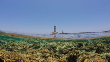 Egypt’s Climate-Resilient ‘Super Corals’ Are Starting to Feel the Heat